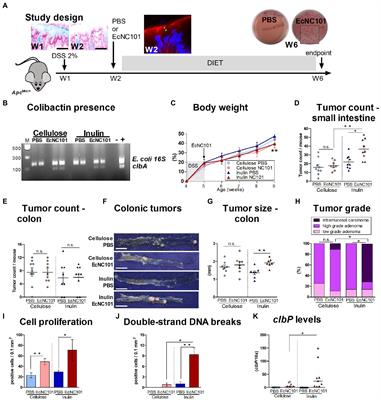 Inulin impacts tumorigenesis promotion by colibactin-producing Escherichia coli in ApcMin/+ mice